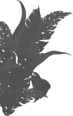 Plant Our Story Left